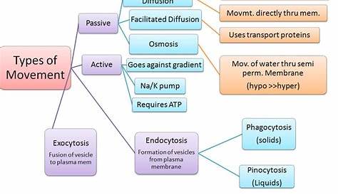 Transport Across the Cell Membrane concept map - Google Search | Cell