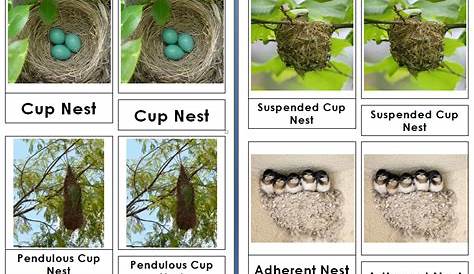 Types of Bird Nests 3 Part Cards - Live and Learn Farm | Preschool art