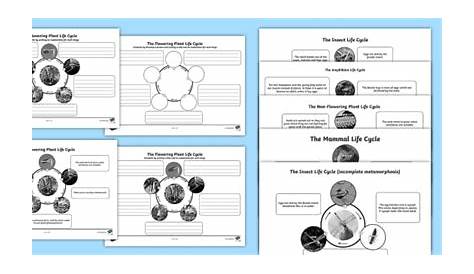 life cycle quiz grade 4