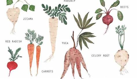 Root Vegetables: The Underground Economy | Sun Basket