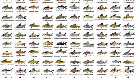 CHART SHOWING ALL VARIETIES OF CORYDORAS CATFISH | Freshwater aquarium