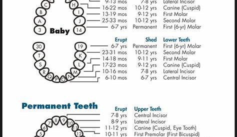 10 Best Tooth Chart Printable Full Sheet - printablee.com