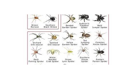 identify arkansas spiders identification chart