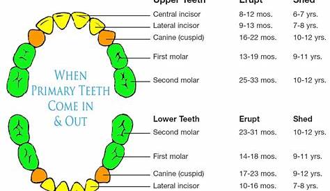 Tooth Schedule - Comfort Dental of Lafayette