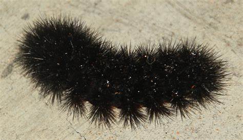 Large black caterpillar - Hypercompe scribonia - BugGuide.Net