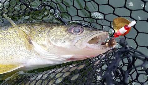 walleye crawler harness depth chart