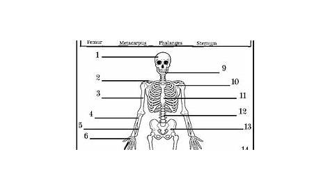 Skeletal system worksheet pdf | physicsedu