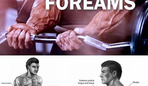 🔥3 of the Best Exercises Your Forearm – Online Fitness and Bodybuilding