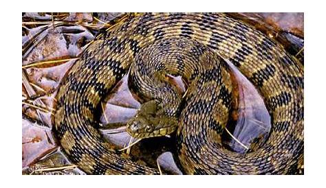 Identifying Texas Snakes | MarysBlog