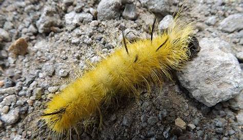 Fuzzy Yellow Caterpillar Photograph by Dennis Pintoski - Pixels