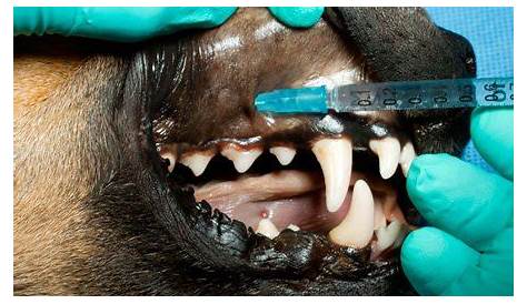 Dental Nerve Blocks in Dogs and Cats Enhance Anesthesia Safety.