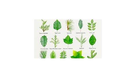 27 Best Leaf Identification ideas | leaf identification, tree