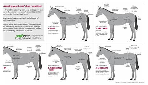 How to Evaluate Your Horse’s Weight - KPP