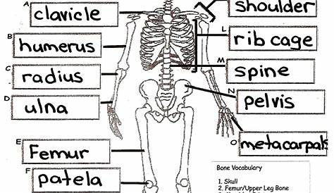 skeletal system worksheets answer key