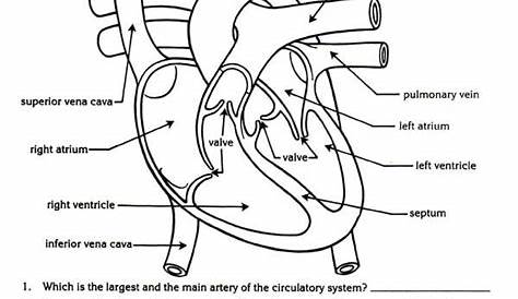 human heart worksheet 3rd grade