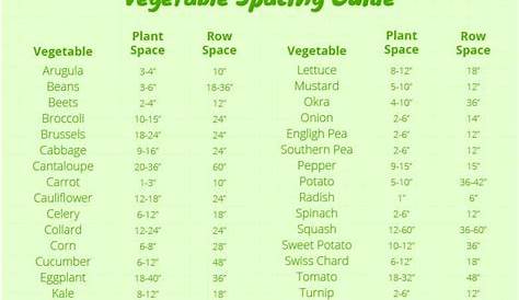 Florida Vegetable Gardening | A Complete Beginners Guide