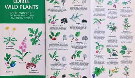 wild edible plants chart