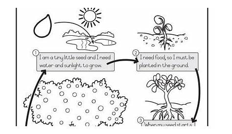 plant growth worksheets