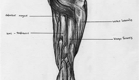 Leg Back Muscle Chart by BadFish81 on DeviantArt
