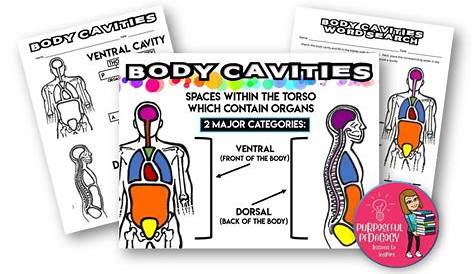 Body Cavities Labeling Worksheets