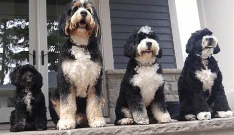 full grown bernedoodle size chart