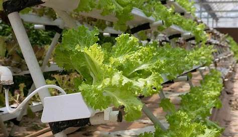 hydroponic nutrient chart for vegetables