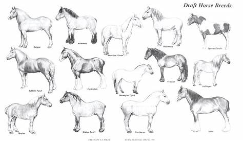 Rural Heritage Draft Horse Breeds Illustration