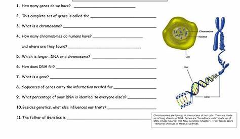 genes and chromosomes worksheets answer key