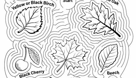 Matching Types Of Leaves Worksheets | 99Worksheets