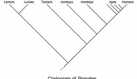 2. Primate Classification – The History of Our Tribe: Hominini