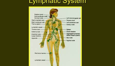 lymphatic system lymph flow chart