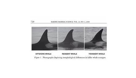 golden orca size chart