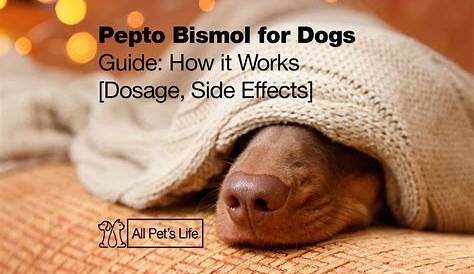 Pepto Bismol for Dogs Guide [2023 Dosage and Side Effects] - All Pet's Life