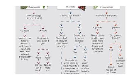 Are your hydrangeas not blooming? Follow along with this easy chart and
