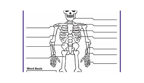 Skeletal System Worksheet Answers Pdf - Instantworksheet
