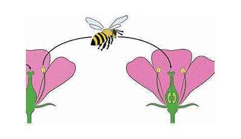 Basics of Pollination - Southern Oregon Beekeepers Association