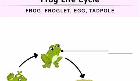 sequence frog life cycle