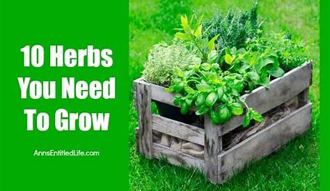 herbs that grow well together chart
