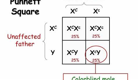 punnett squares x linked worksheets answers