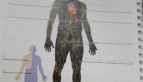 exercise 35 the lymphatic system answers