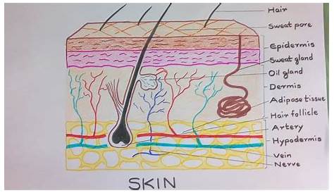 diagram of skin showing the layers and their functions