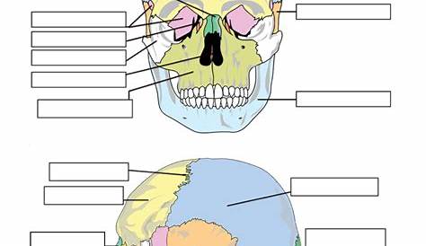 label skull bones worksheets