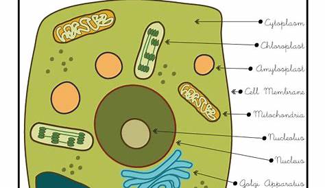 Plant Cell Diagram | Woo! Jr. Kids Activities : Children's Publishing