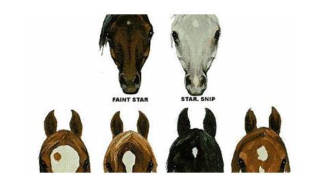Horse face markings | Horse markings, Horse breeds, Horse coloring