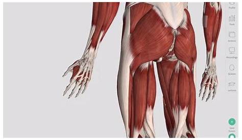 Skeletal Muscles | Complete Anatomy - YouTube