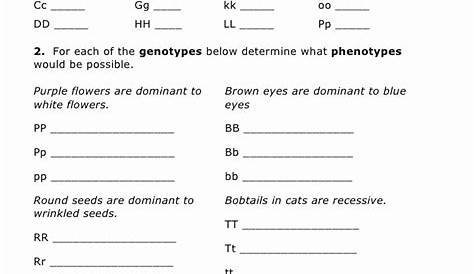 genetics worksheet answers