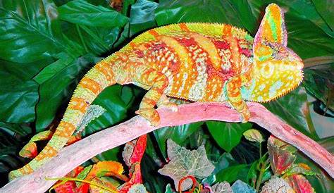 Male Veiled Chameleon Doing Highlighter Impression - Reptiles Photo