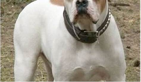 American Bulldog | Dog breeds pictures, American bulldog, Bulldog dog