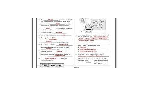 Dna Structure And Replication Worksheet Answer Key - Dna Replication