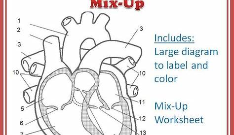 heart diagram worksheets